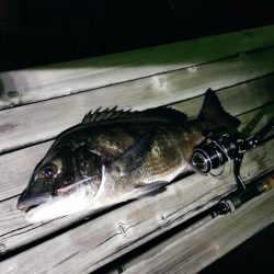 アジングしてたら…