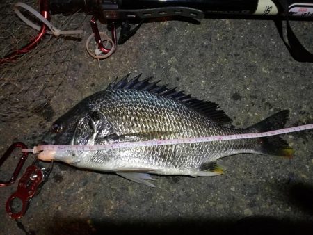 2021/10/14 南港ヘチ釣り