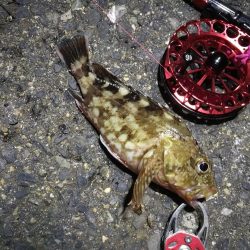 2021/10/15 南港ヘチ釣り（根魚狙い）