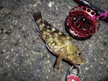 2021/10/15 南港ヘチ釣り（根魚狙い）