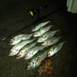 (尺アジ)フロートゲーム