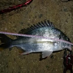 2021/10/17 南港ヘチ釣り