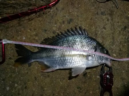 2021/10/17 南港ヘチ釣り