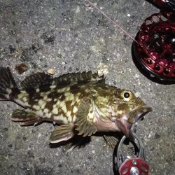 2021/10/18 南港ヘチ釣り(根魚狙い)