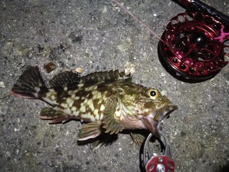 2021/10/18 南港ヘチ釣り(根魚狙い)