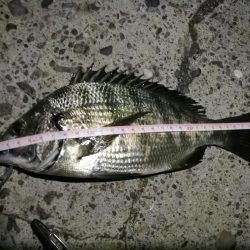 2021/10/21 南港ヘチ釣り