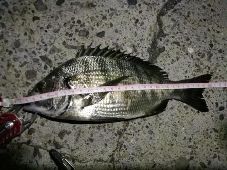 2021/10/21 南港ヘチ釣り