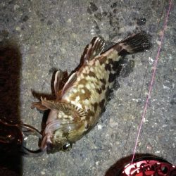 2021/10/22 南港ヘチ釣り（根魚狙い）