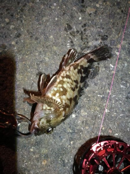 2021/10/22 南港ヘチ釣り（根魚狙…