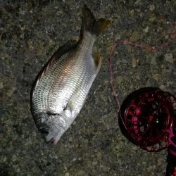 2021/10/24 南港ヘチ釣り