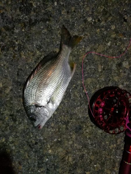 2021/10/24 南港ヘチ釣り