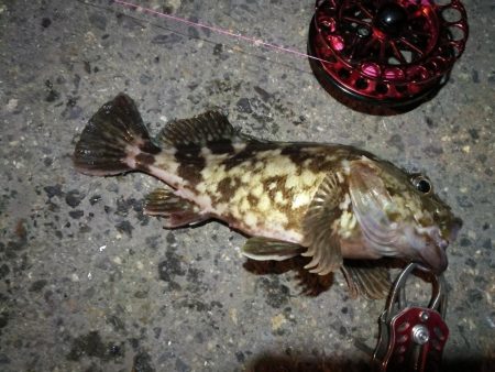 2021/10/25 南港ヘチ釣り（根魚狙…