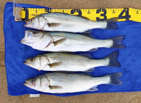 久々のシーバス