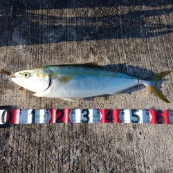 渋い中のワンチャンでメジロ。