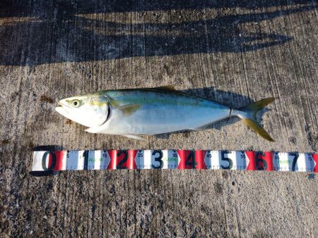 渋い中のワンチャンでメジロ。