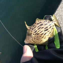 2021/10/30 須磨海岸~漁港ちょい投げ釣り