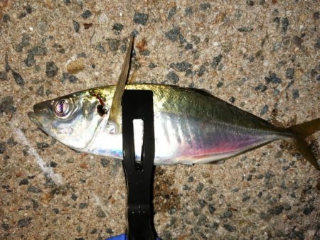 何ヶ月ぶりかの尺