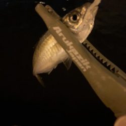 昨日のホゲと今日のアジ