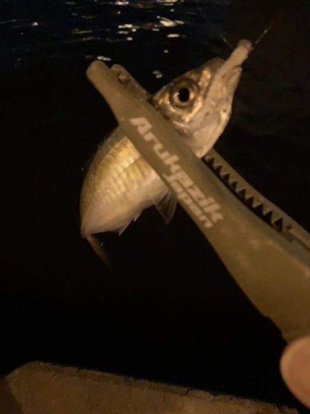 昨日のホゲと今日のアジ