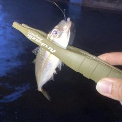 豆アジ釣果ですが