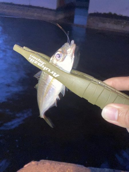 豆アジ釣果ですが
