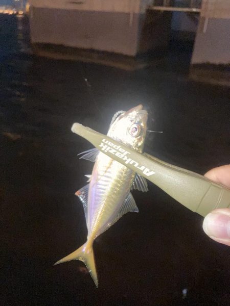 ボトムのアジングが釣れるのはなぜ？