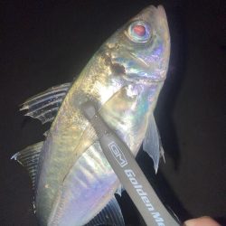 舞洲ダメで湾奥へ と ジグヘッドの重さの決め方