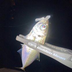 舞洲活性低いけどやや復調 と スローなアジングのライン選択