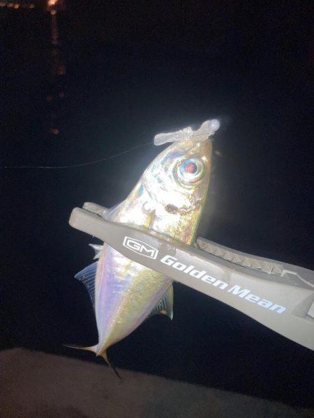 舞洲活性低いけどやや復調 と スローなアジ…