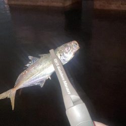 ヨコシマなアジング