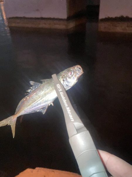 ヨコシマなアジング