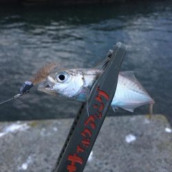 無限豆アジング