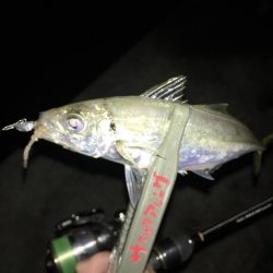 ド表層アジング