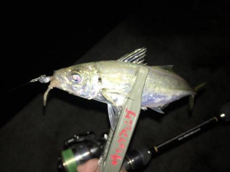 ド表層アジング