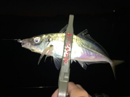 ホーム漁港の朝マズメ