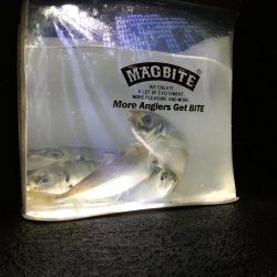 アジに被爆した日