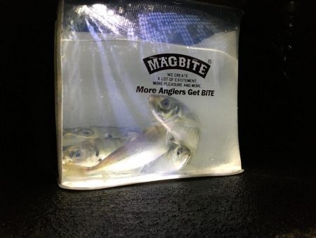 アジに被爆した日