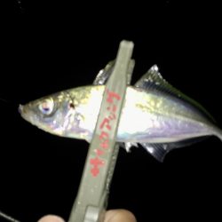 こんな悶絶アジングもアリ