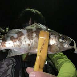 A.P.Pフィッシングガイドサービス～少しばかりアジングの状況をチェックしにいくことにする～