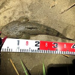 まだまだマゴチ