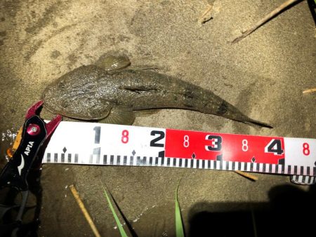 まだまだマゴチ