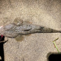 フラットフィッシュ　３種盛り