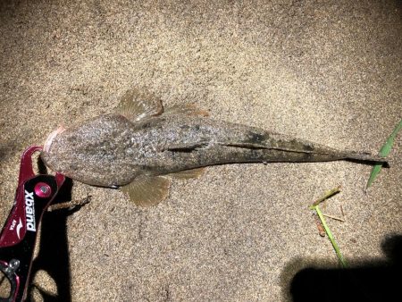 フラットフィッシュ　３種盛り