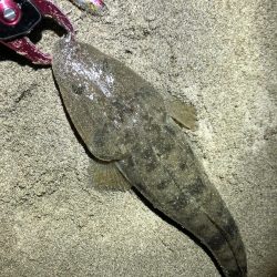 マゴチとシーバス