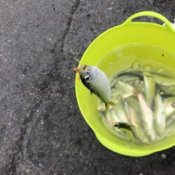 サビキ釣りでサッパ