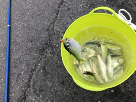 サビキ釣りでサッパ