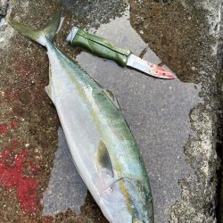 連日青物キャッチ!イカはダメでした