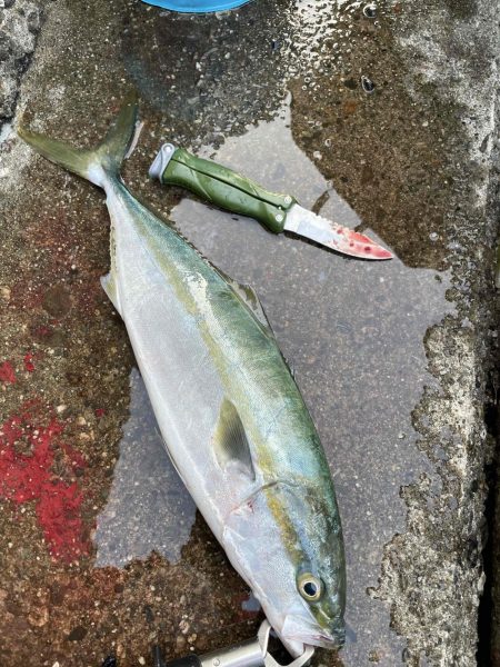 連日青物キャッチ！イカはダメでした