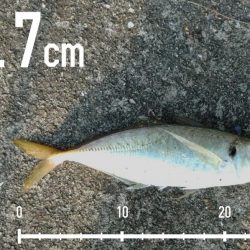 エビ撒き釣りで好釣果!!