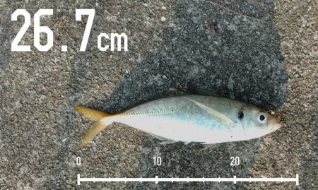 エビ撒き釣りで好釣果!!